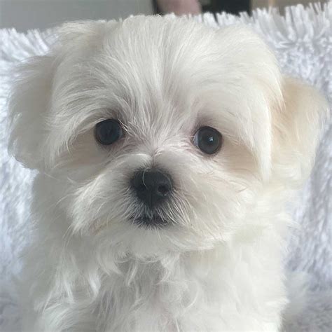 maltese puppies for sale.